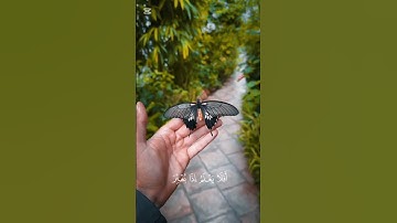 إن الأنسان لربه لكنود سورة العاديات |خالد جليل