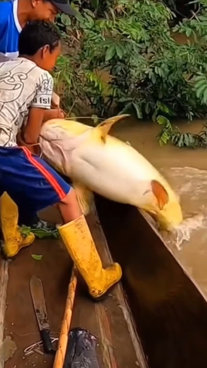 ikan baung terbesar di dunia 😱