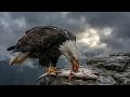 The African Eagle – Real Wild Hunt & Survival Documentary