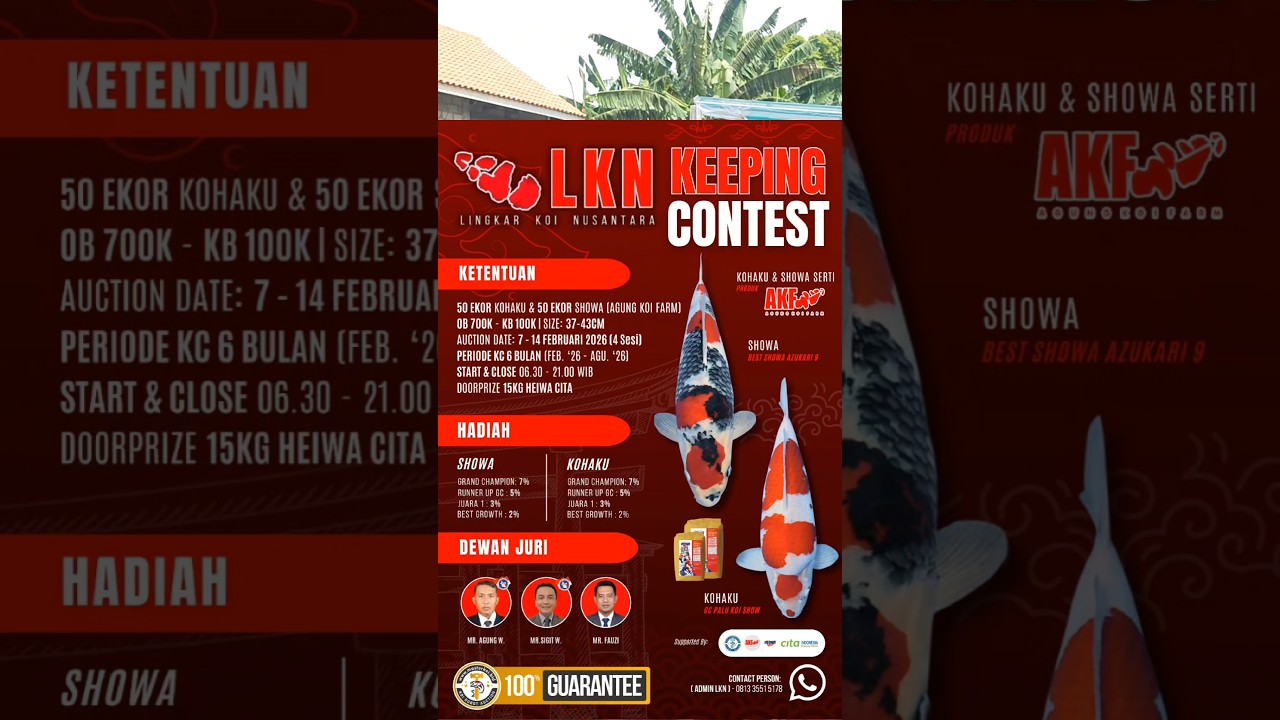 KEEPING CONTES IKAN KOI KOHAKU DAN SHOWA PRODUK AKF CALON GRAND CHAMPIONS