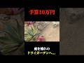 【友人の庭】庭にアガベ植え付け！#ドライガーデン #ガーデニング #園芸 #アガベ #shorts