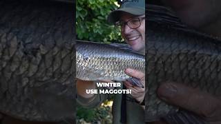 CATCH MORE CHUB IN WINTER - USE MAGGOTS!  #fishing #fishingmethods #chubfishing #fishing