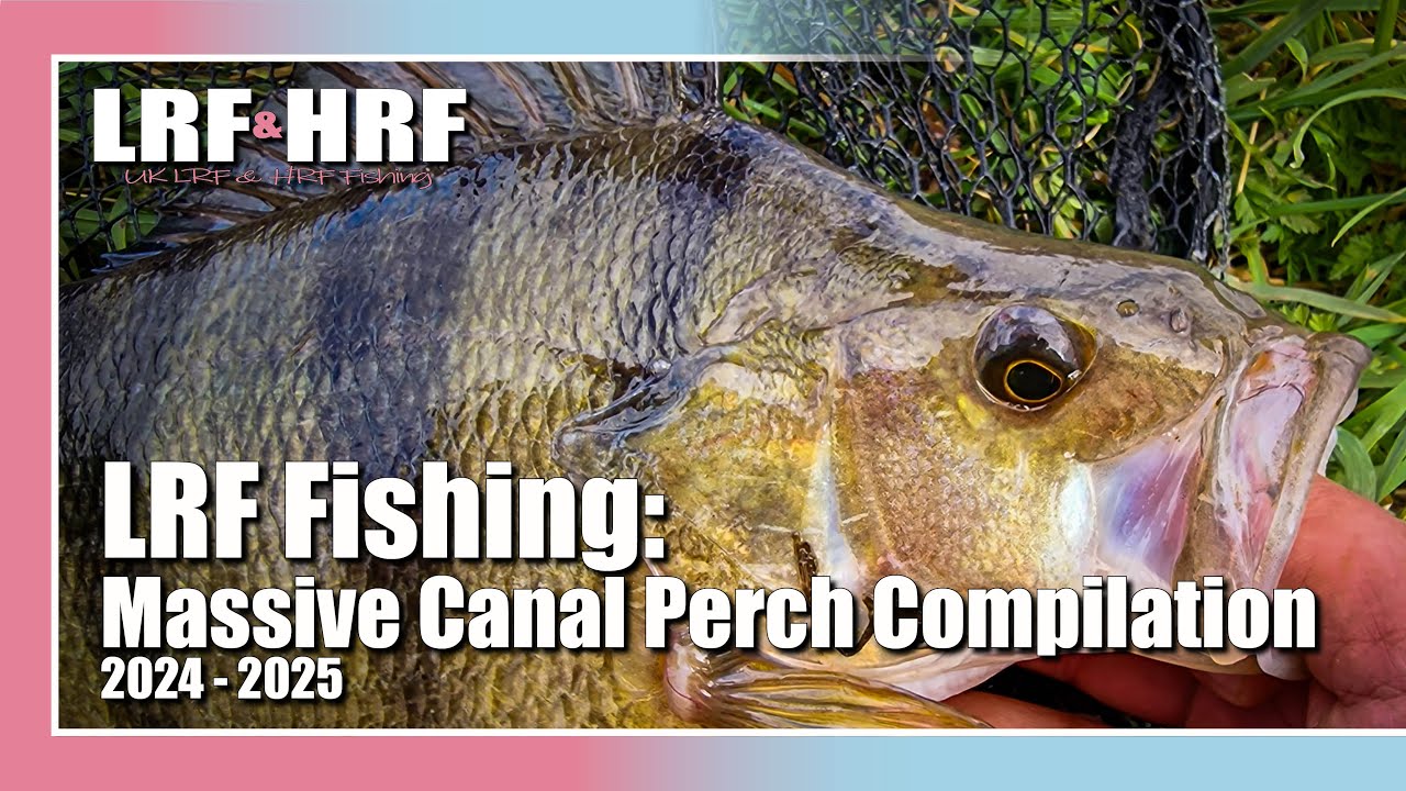 LRF Fishing: Monster Perch at Bridgwater & Taunton Canal