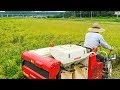 CAMPAGNA GIAPPONESE: LA RACCOLTA DEL RISO