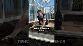 Высаживаем рассаду ТОЛЬКО ТАК!