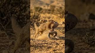 #SnakeVsMongoose #AnimalFight #Wildlife #ViralVideo #Nature #Fight #DangerousAnimals #Trending