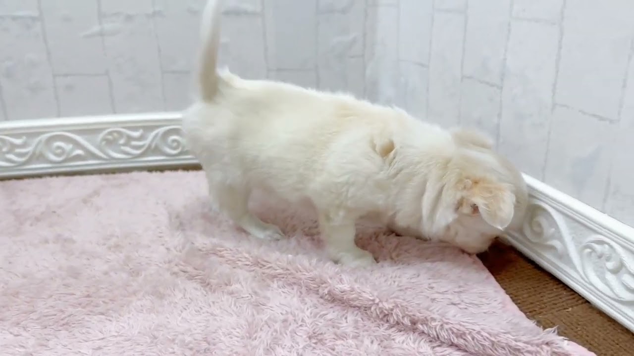 チワワちゃん - YouTube