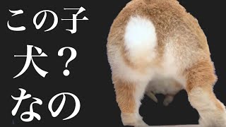 うさぎのシッポに1ヶ月密着してみた結果イヌ並みでした #756