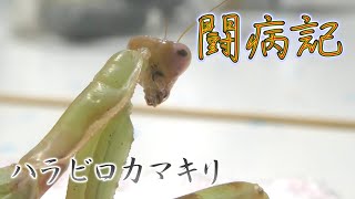 【闘病記】♯4　カマキリのリハビリで気を付けること　【ハラビロカマキリ】