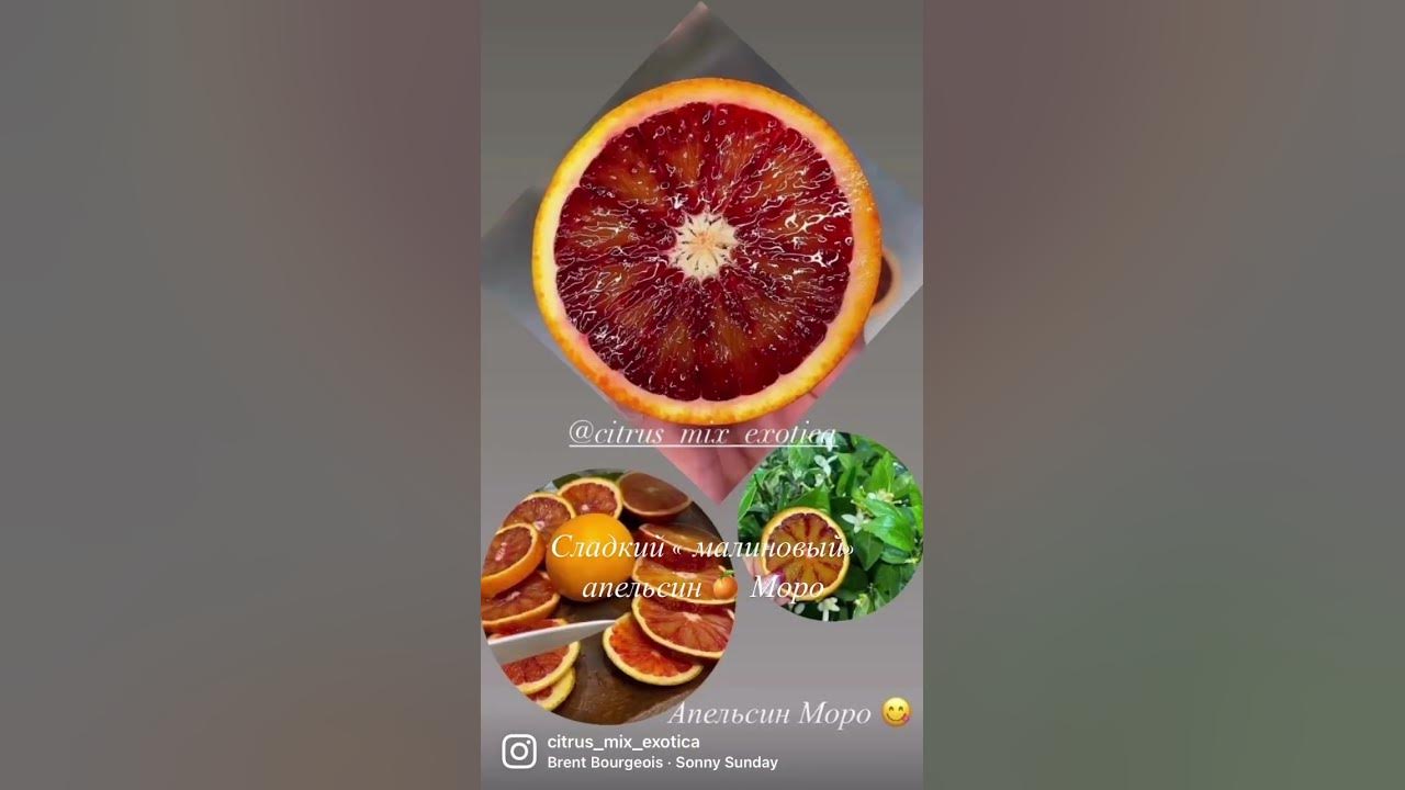 Сладкий апельсин со вкусом малины-Моро🍊 #итальянскиецитрусы - YouTube