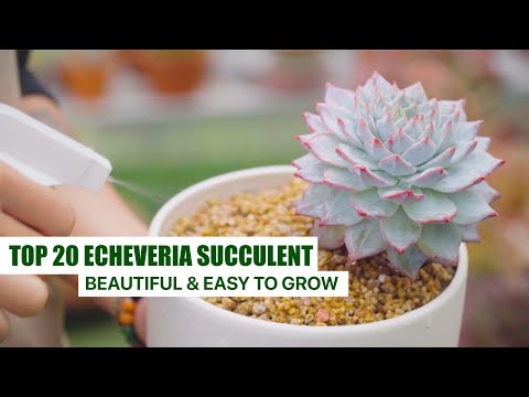Video: Echeveria өсүмдүктөрүнө кам көрүү – боёк менен ширелүү айымды кантип өстүрүү керек