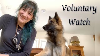 Voluntary Watch  Is your dog paying attention?