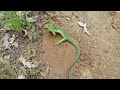 Lagarto Ocelado (Ocellated Lizard)