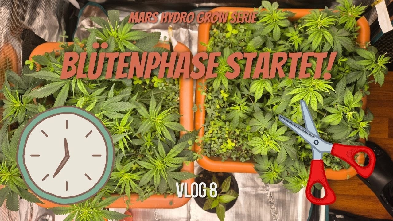Blütenphase Einleiten: Trimmen, FIMing-Ergebnisse & Nützlinge einsetzen | Mars Hydro FC 1500 EVO