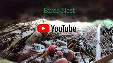 Bird hatching and brooding (HD)(4K)
