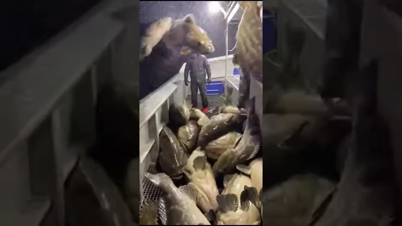 “Incoming!” Giant Groupers Create a Fish Wall on Deck
