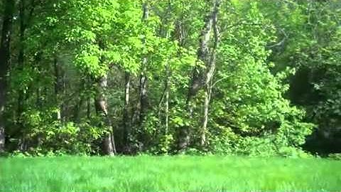 I am the cheese music video