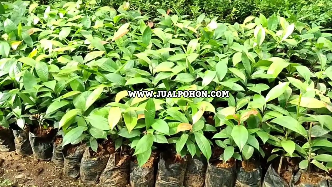 Dapatkan Bibit Manggis Berkualitas dengan Harga Terbaik!