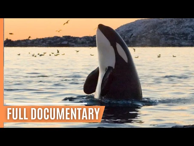 Killer whales hunting in Olympic National Park | Full Documentary class=