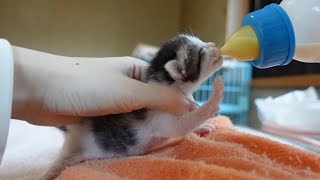 【生後4日】ミルクを美味しそうに飲む子猫達