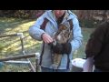 Great Horned Owl trapped in soccer net rescued