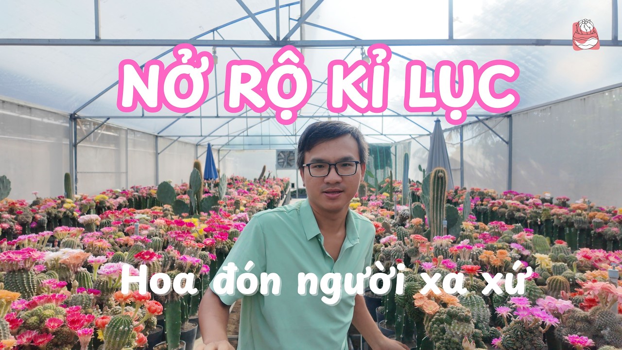 HOA LOBI NỞ RỘ KỶ LỤC tháng 11! Đón người làm vườn xa xứ! | Vườn Hoa Lobivia