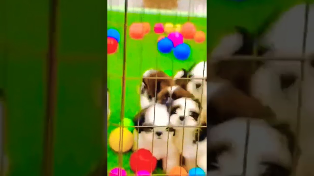 Shitzhu puppy male dog 🐩