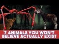 7 Animals You Wont Believe Actually Exist