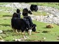 В Кыргызстане стада яков заменяют коров (новости)