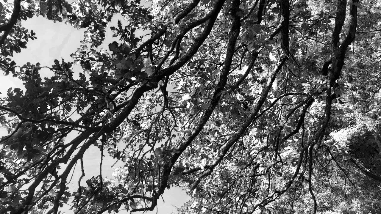 Katharos XIII   - Negativity