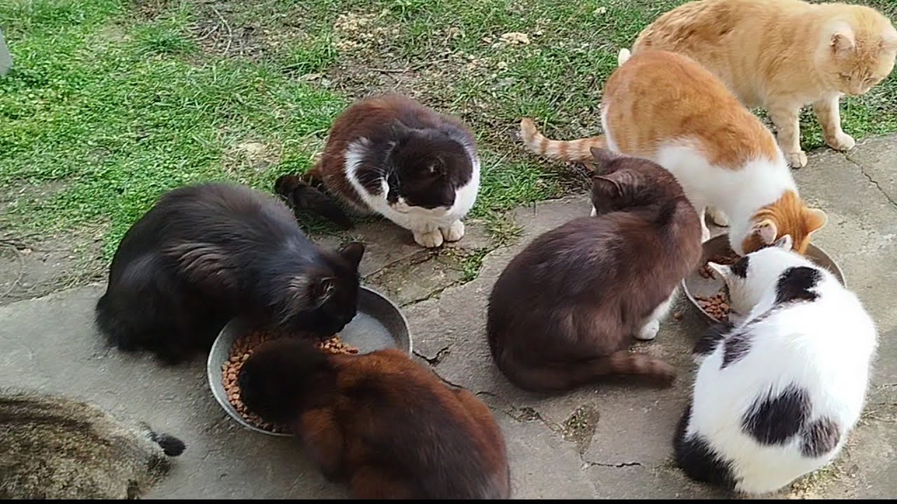 Про нас с мамой и стаю хвостиков🐈🐈🐈🥣