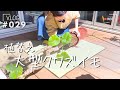 【大型クワズイモ】不調な雰囲気かもしだしてるから〔観葉植物植替え〕動画（Vlog/029）