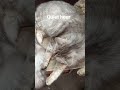 #CatNapTime #FunnyCats