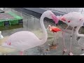 Flamingo #birds 🦩 lovely #asmr