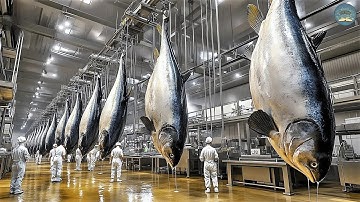 Ngư Dân Đánh Bắt Và Nuôi Cá Ngừ Khổng Lồ Như Thế Nào? Quy Trình Chế Biến Và Đóng Hộp Cá Ngừ