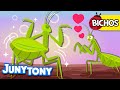 Insectos Buscando Amor | Bichos | Mantis Verde, Chinche, Luciérnaga | Juny Tony en español