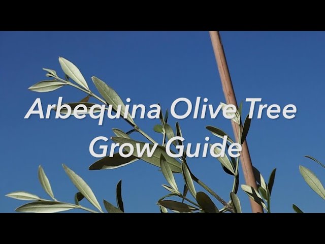 Arbequina Olive Tree