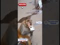 Funny Monkey Video shorts 1 | Funny  reaction | Viral reaction | Reacts with Bidyut