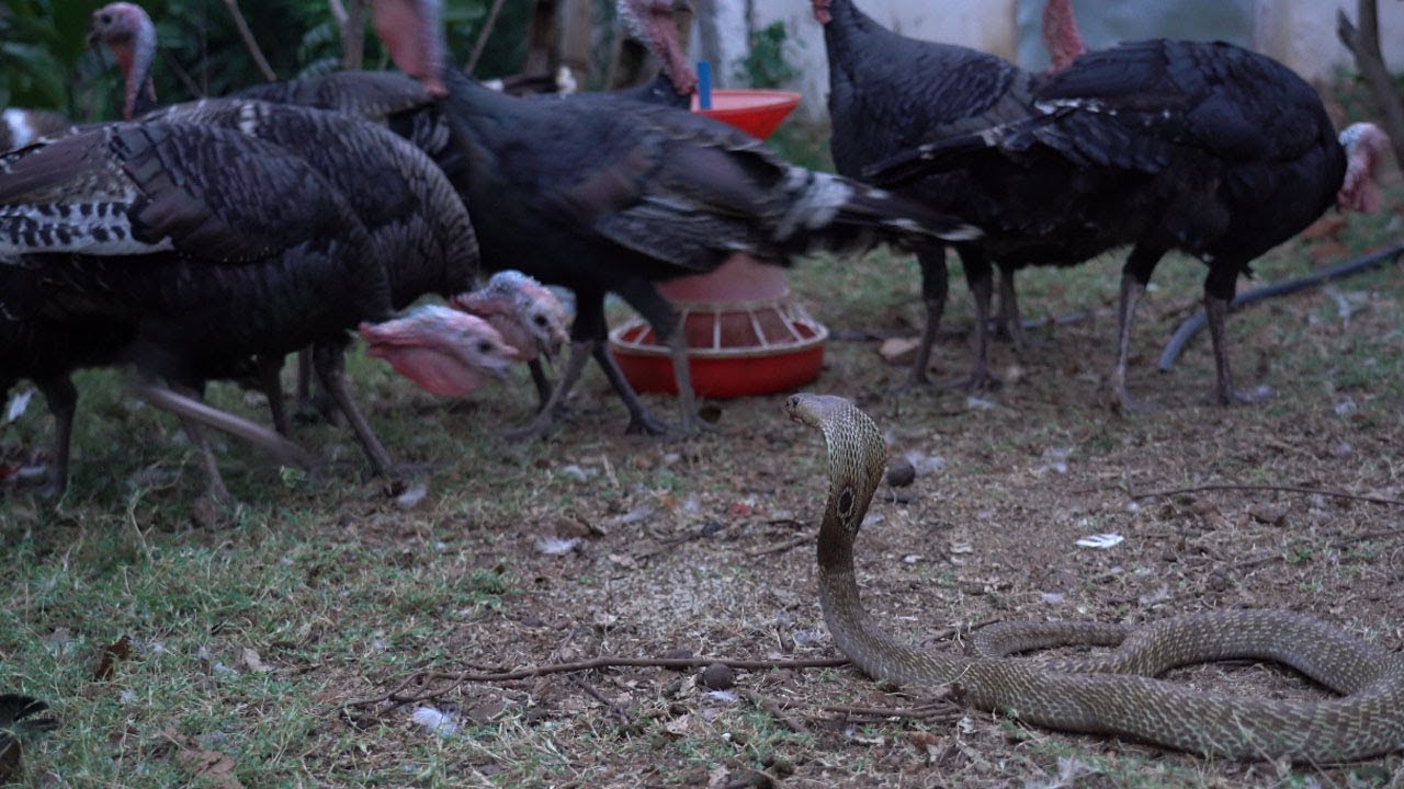turkey bird vs Snake