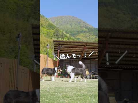 ボール遊びに夢中な子をひたすらワンプロに誘った結果... #オーストラリアンシェパード #ボーダーコリー