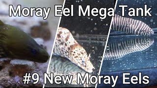 Moray Eel Mega Tank  09  New Moray Eels