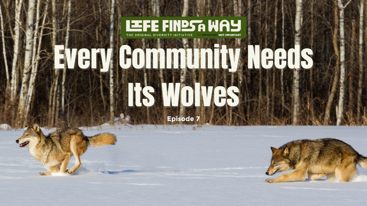 What Yellowstone's Wolves Can Teach Us About Democracy What Yellowstone's Wolves Can Teach Us About Democracy