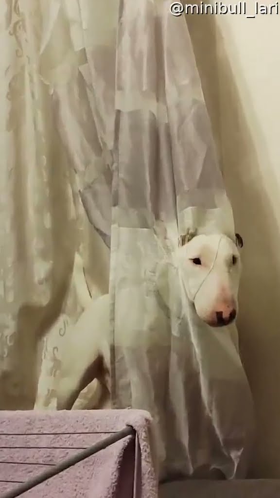 Bull Terrier Blends In With Ripped Curtains || ViralHog