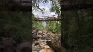 Living Root Bridge Meghalaya