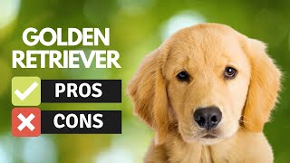 Golden Retriever: The Pros and Cons of Owning One | Pet Insider by Pet Insider 74 views 1 year ago 4 minutes, 40 seconds