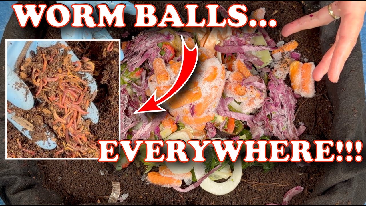 80 дней в моем уличном компостном ящике с червями… Везде червячные шарики! Стоит ли собирать урож...