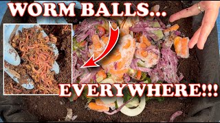 80 Days in My Outdoor Worm Bin… WORM BALLS Everywhere! Should I Harvest?! | Vermicompost Worm Farm