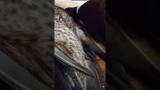 AAR TAXIDERMY: How I Pin Wings On A Standing Upland Bird, Similar Concept For Ducks - Geese Etc