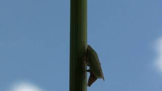 Leafhopper (Cicadellidae: Draeculacephala) Ovipositing