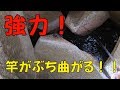 アジングしてたら〝あれ〟が大量発生！釣り方を変えたら爆釣した。